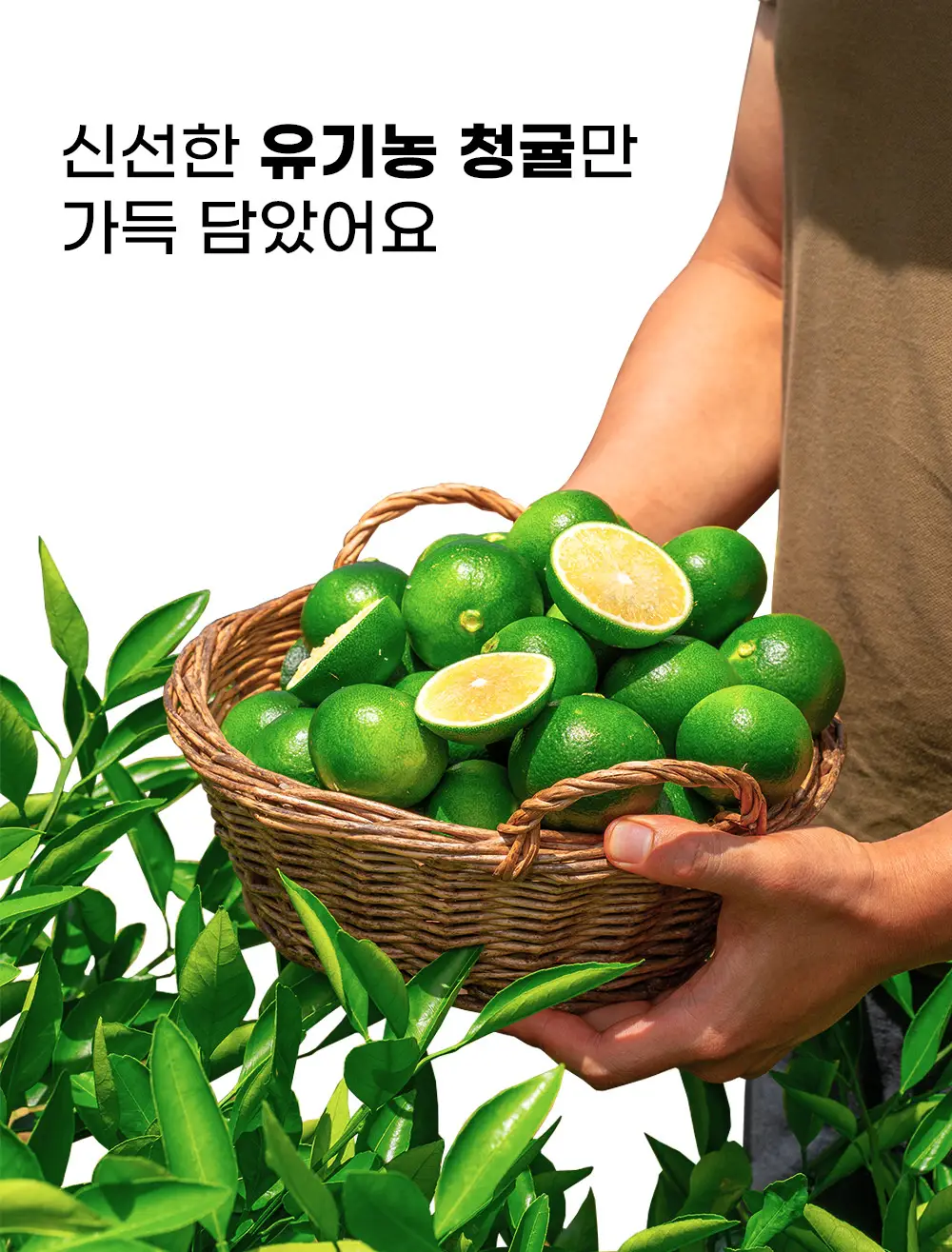 [레몬즙 영양소 2배] 귤메달 100% 유기농 청귤즙 14포 (2주분) 상세페이지 9